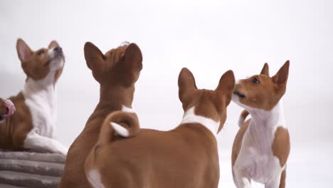 witness heartwarming moments as the owner gives basenji puppies doggy snacks from their hand, fostering trust and affection in this touching stock footage