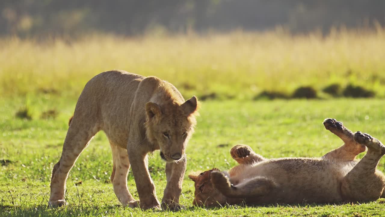 slow motion van twee leeuwen die spelen, speelse leeuwen trots spelen vechten rollen rond op de grond op een afrikaanse wildlife safari, leeuwin en jonge mannelijke broers en zussen op groen gras in maasai mara, kenia