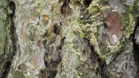 Close-up of Tree Bark Texture