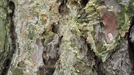 close-up of tree bark texture