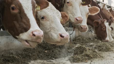 modern farm cowshed with milking cows eating hay