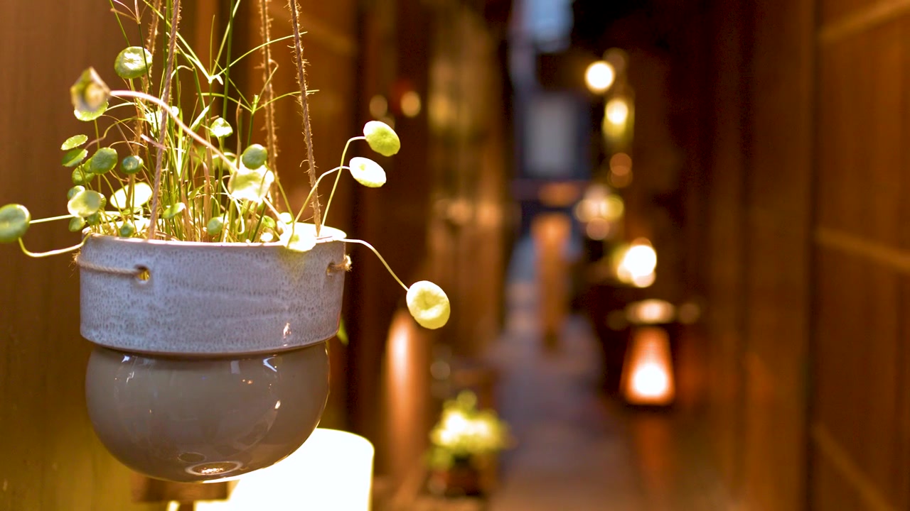 Primo piano di una pianta pendente in un vaso di ceramica all'interno di un corridoio caldo e poco illuminato.
