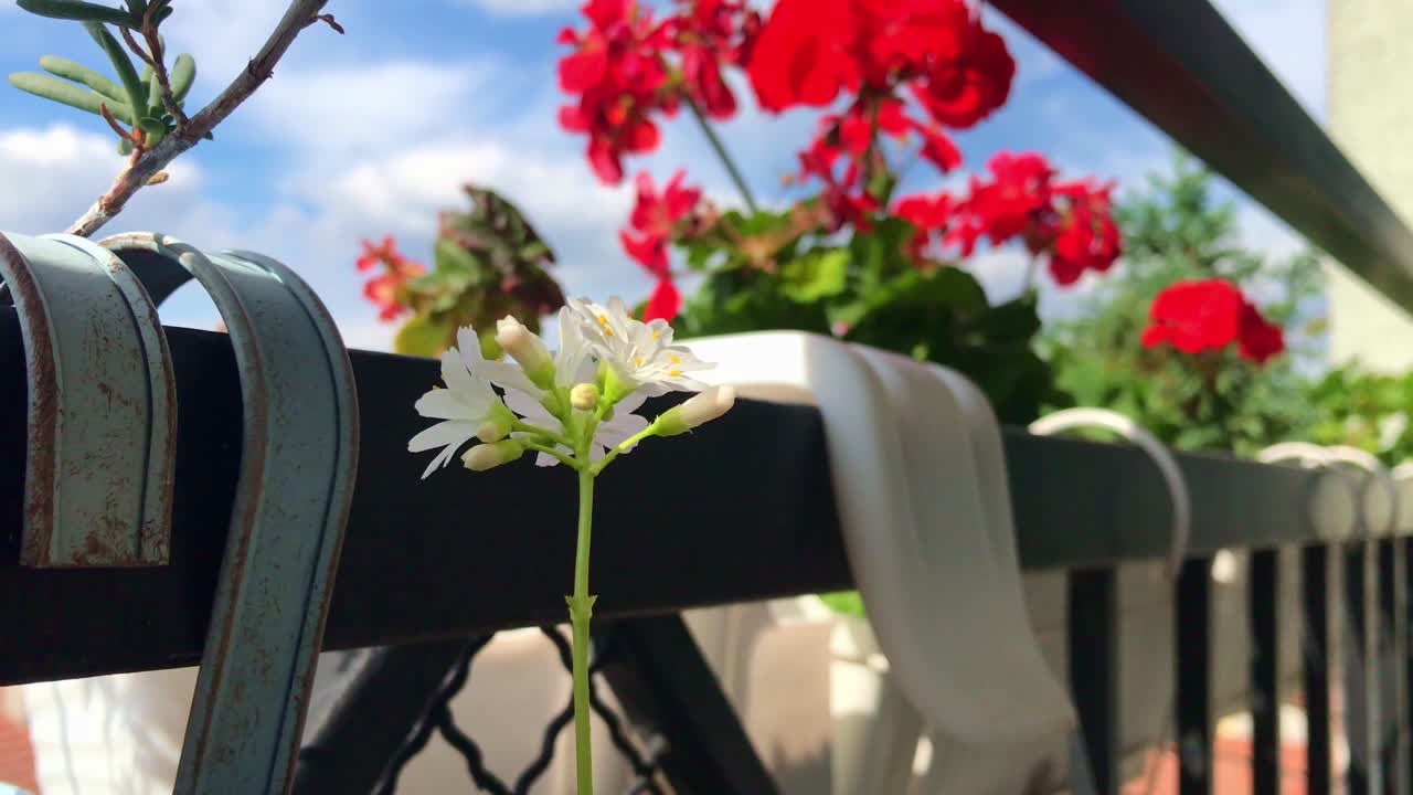 Windswept Red Geraniums and White Lewisia
