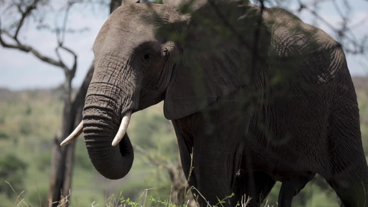 cerca de un gran elefante en el parque salvaje comiendo hierba en un campo verde en el parque safari nacional en la hermosa naturaleza rural de la jungla de tanzania paralaje 50 fps