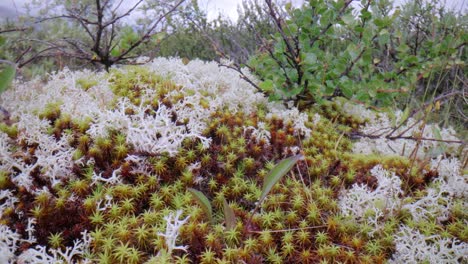 Arktischen-Tundra.-Schöne-Natur-Norwegen-Naturlandschaft.