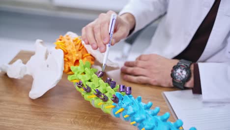 Plastic model of human vertebrae. Doctor tells about work of spine on a colorful model. Male's hands pointing on bones on anatomical model on the table. Close-up.