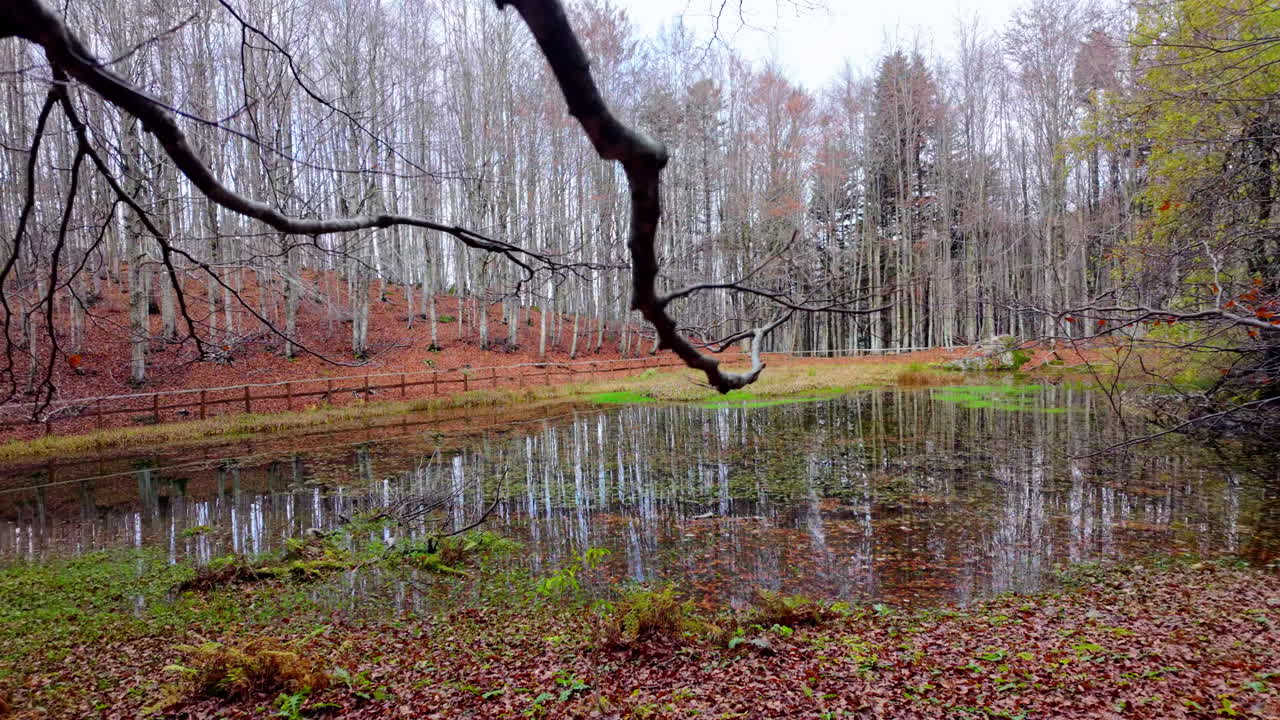 Peaceful forest pond in autumn surrounded by colorful trees and leaves