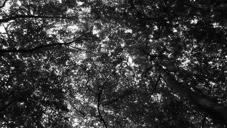 black and white scenery of sunlight flare on the camera lens through the trees in the forest at summertime - low angle dolly shot