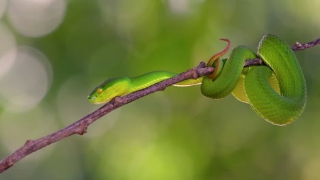 la víbora de labios blancos es una víbora venenosa endémica del sudeste asiático y a menudo se encuentra durante la noche esperando en una rama o rama de un árbol cerca de un cuerpo de agua con muchos alimentos
