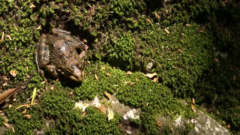 Frog-sitting-on-tree-moss