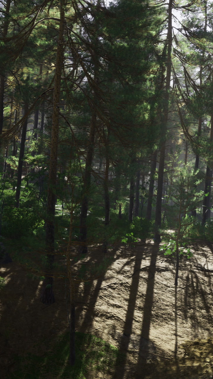 Sunlight filtering through towering trees creates a magical forest scene