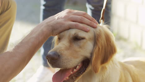 close up view of cute labrador dog on the leash being petting by man's hand on the street