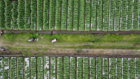 Plantación-De-Campo-De-Melones-Al-Aire-Libre