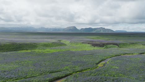 Volando-Hacia-La-Carretera-Número-Uno-Sobre-Campos-De-Lupinos-Vibrantes-Y-Llenos-De-Flores-En-El-Sur-De-Islandia