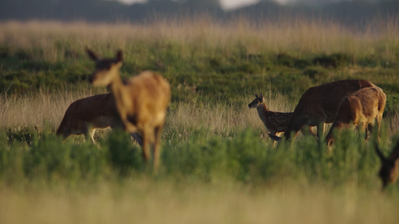 Medium tight focus shot of a young fawn walking through the herd in a grassy field and rolling hills with beautiful golden light of late afternoon