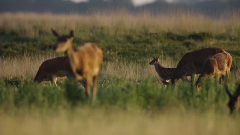 medium tight focus shot of a young fawn walking through the herd in a grassy field and rolling hills with beautiful golden light of late afternoon