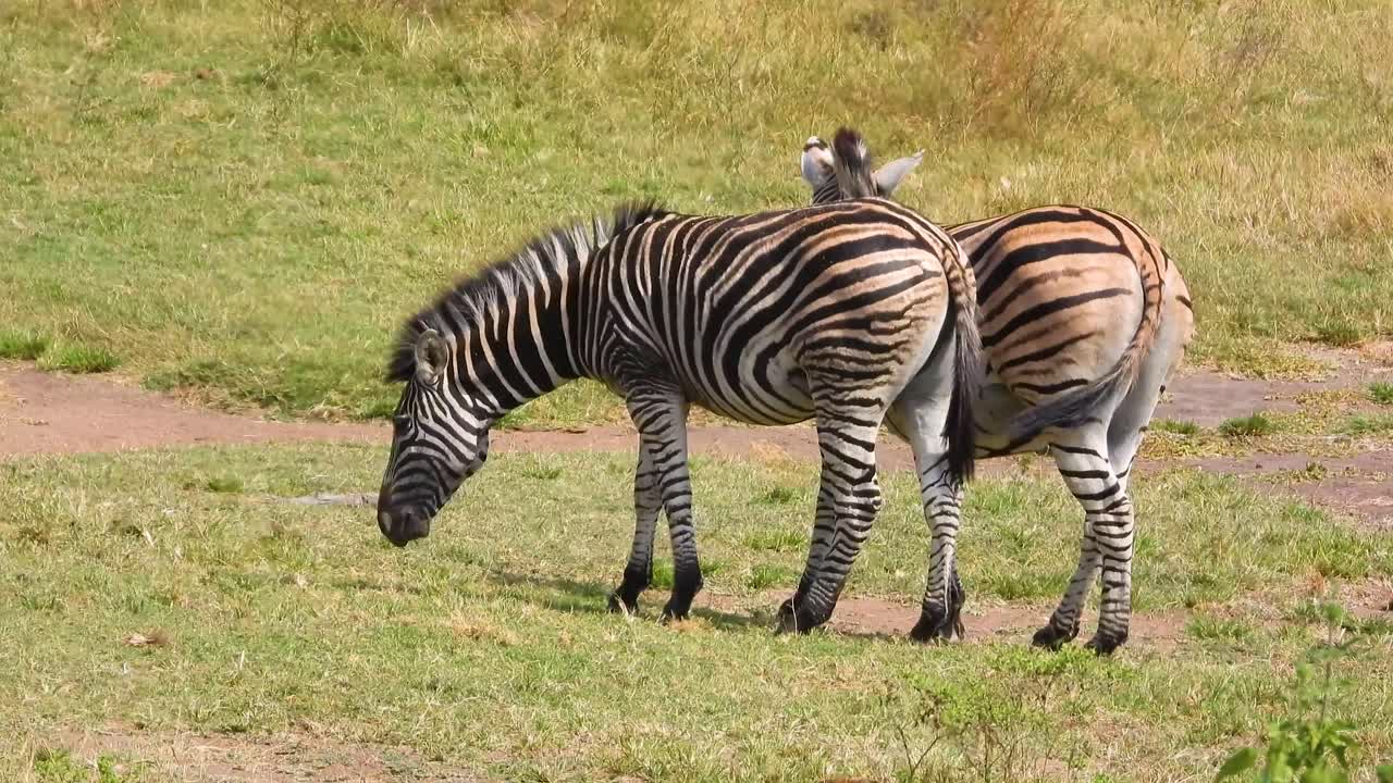 una pareja de cebras atrapadas en la naturaleza en video mientras comen pastos en la sabana africana