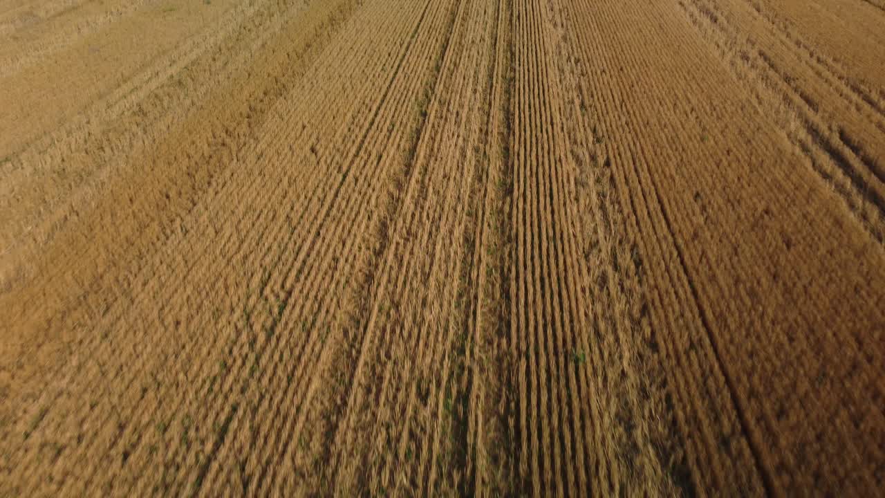 flying low at golden hour over wheat crop