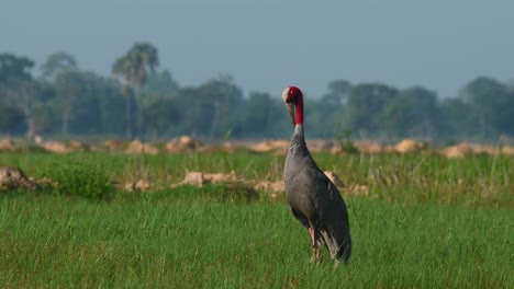 Eastern-Sarus-Crane,-Antigone-antigone-sharpii