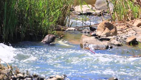 cape clawless otter feeds on nile crocodile in sunny kruger stream