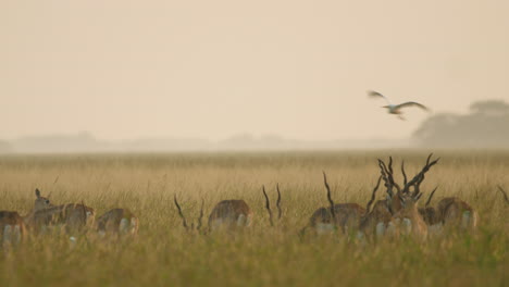 La-Manada-De-Antílopes-Blackbuck-Comienza-Su-Actividad-Durante-La-Mañana-En-Los-Pastizales-Mucho-Antes-De-Los-Primeros-Rayos-Del-Sol-En-El-Crepúsculo