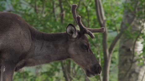 Nahaufnahme-Eines-Bergrentiers,-Das-Im-Wald-Gras-Kaut