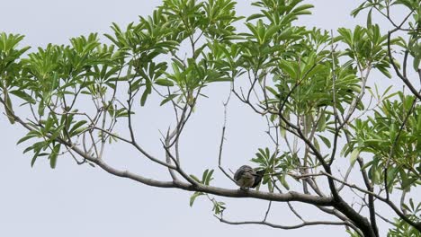 dove sitting on a branch in the tree