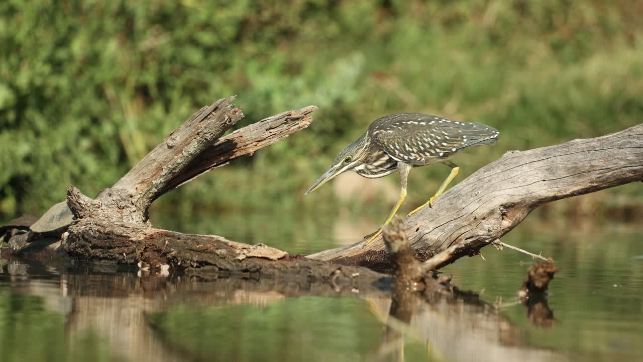Peaceful wide shot of a striated heron hunting fish from a dead tree in a pond with a terrapin in the background, Greater Kruger.