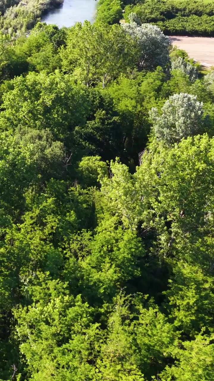 Una ripresa aerea con drone si muove su una fitta foresta verde verso un fiume serpeggiante in Italia