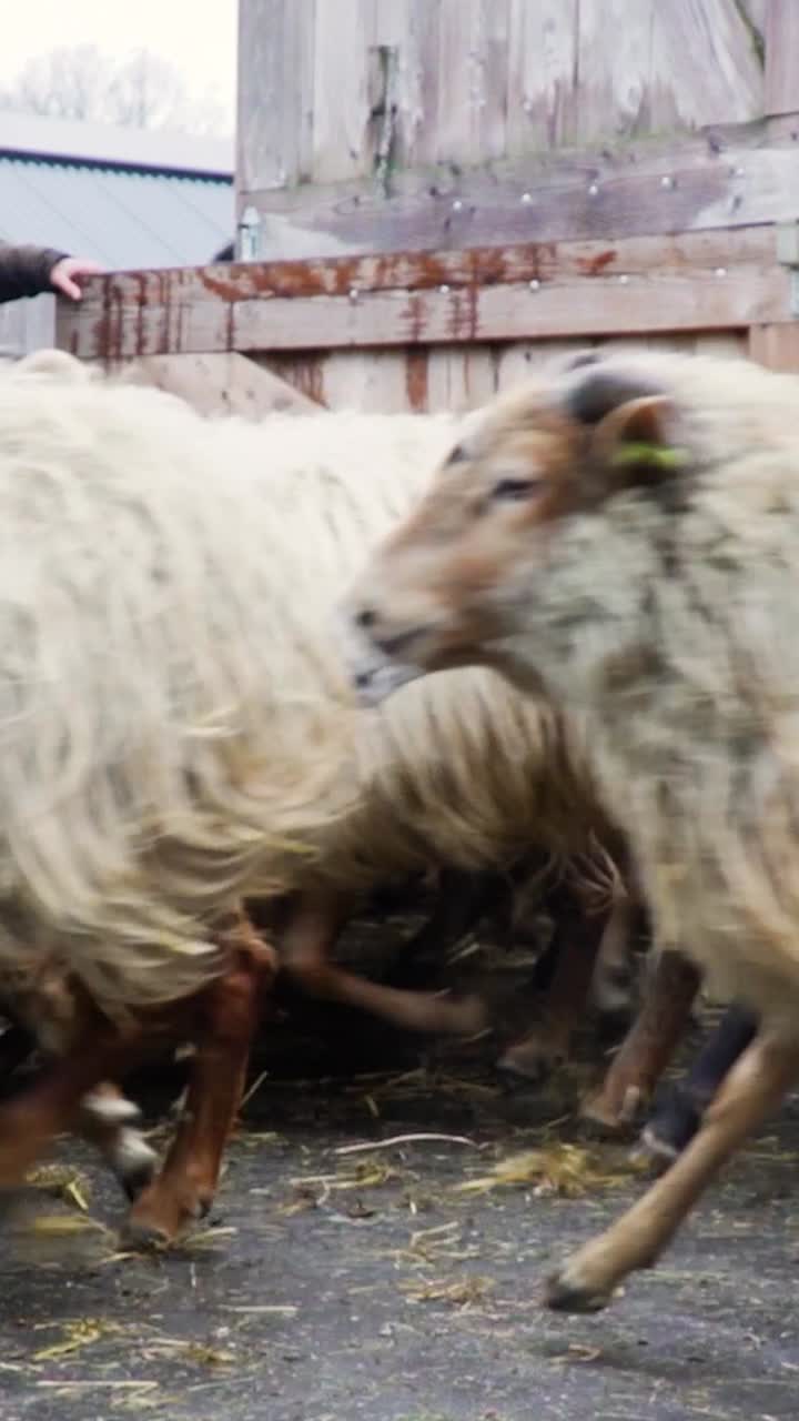 pastoreo de ovejas en una granja