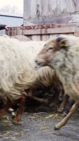 sheep herding on a farm