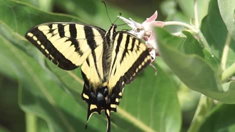 una mariposa monarca solitaria aterrizando en una planta de algodoncillo para alimentarse y luego revolotear, cerrar, cámara lenta