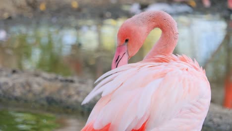 Flamingos-or-flamingoesare-a-type-of-wading-bird-in-the-family-Phoenicopteridae,-the-only-bird-family-in-the-order-Phoenicopteriformes.