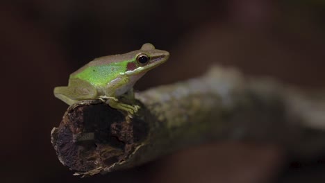 Malayan-White-lipped-Tree-Frog-jumping-out-of-frame-from-tree-branch-in-jungle