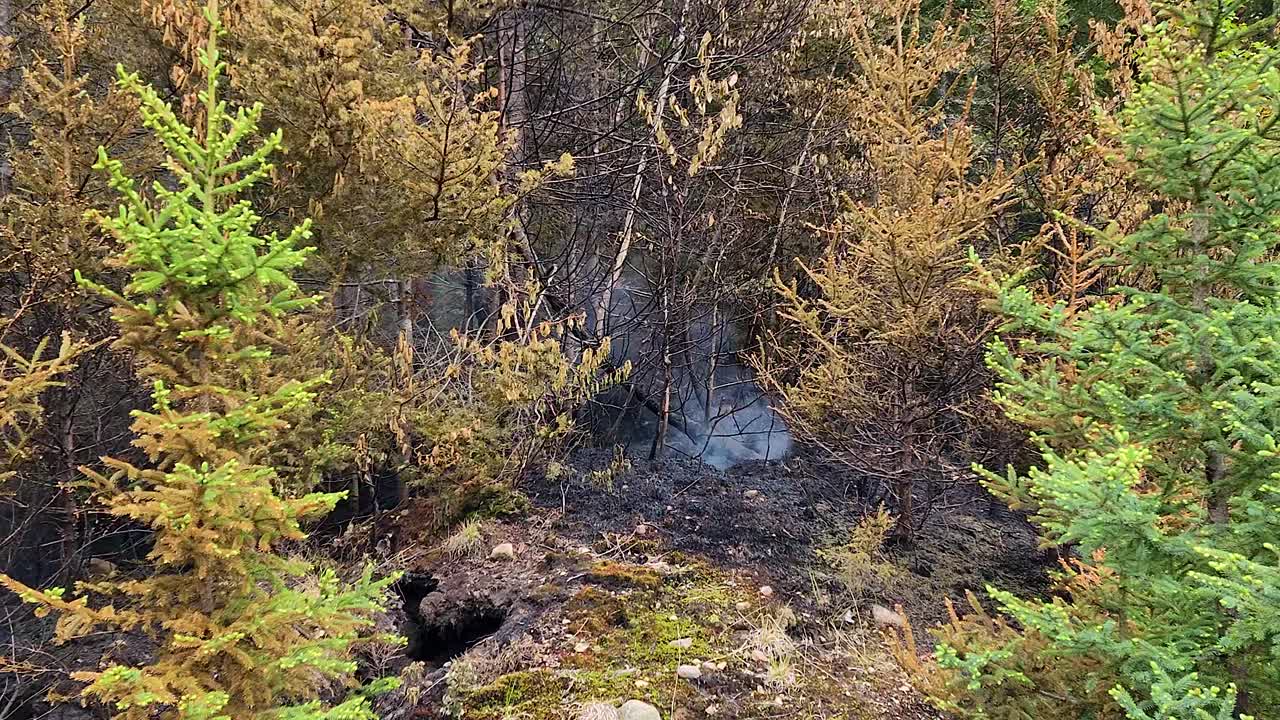 humo que se eleva desde el suelo del bosque visto a través de los árboles después de los incendios forestales de ontario, canadá