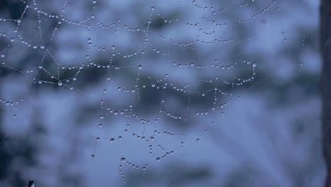 Telaraña-Cubierta-De-Rocío-Con-Bosque-De-Niebla-En-El-Fondo