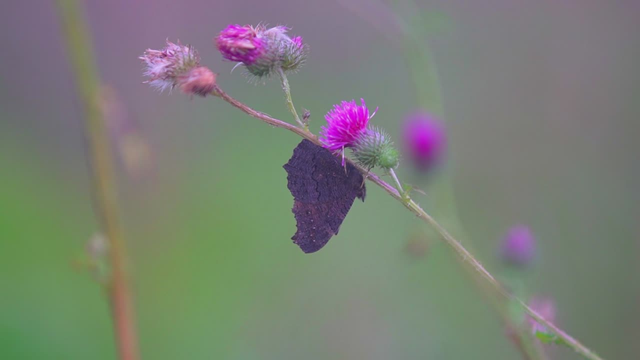 초원에 보라색 꽃이 있는 엉겅퀴 식물에 공작 나비