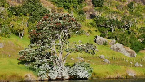 Blühender-Pohutukawa-Baum-Am-Hang-Neuseelands