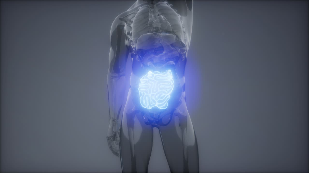 examen de radiología del intestino delgado humano