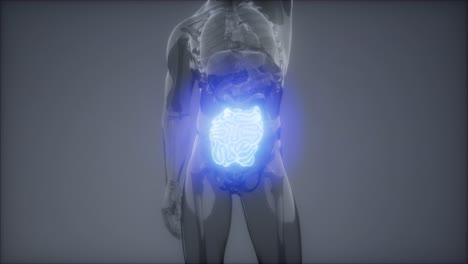 Radiologieuntersuchung-Des-Menschlichen-Dünndarms