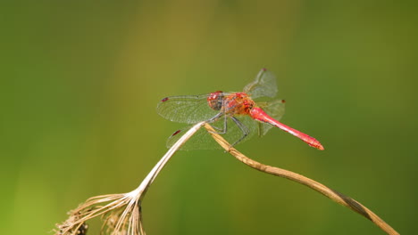 scarlet dragonfly (crocothemis erythraea) is a species of dragonfly in the family libellulidae. its common names include broad scarlet, common scarlet darter.