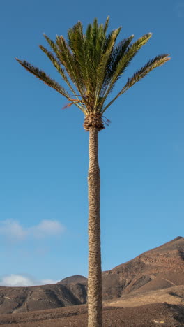 el paisaje árido del volcán de bayuyo en fuerteventura.