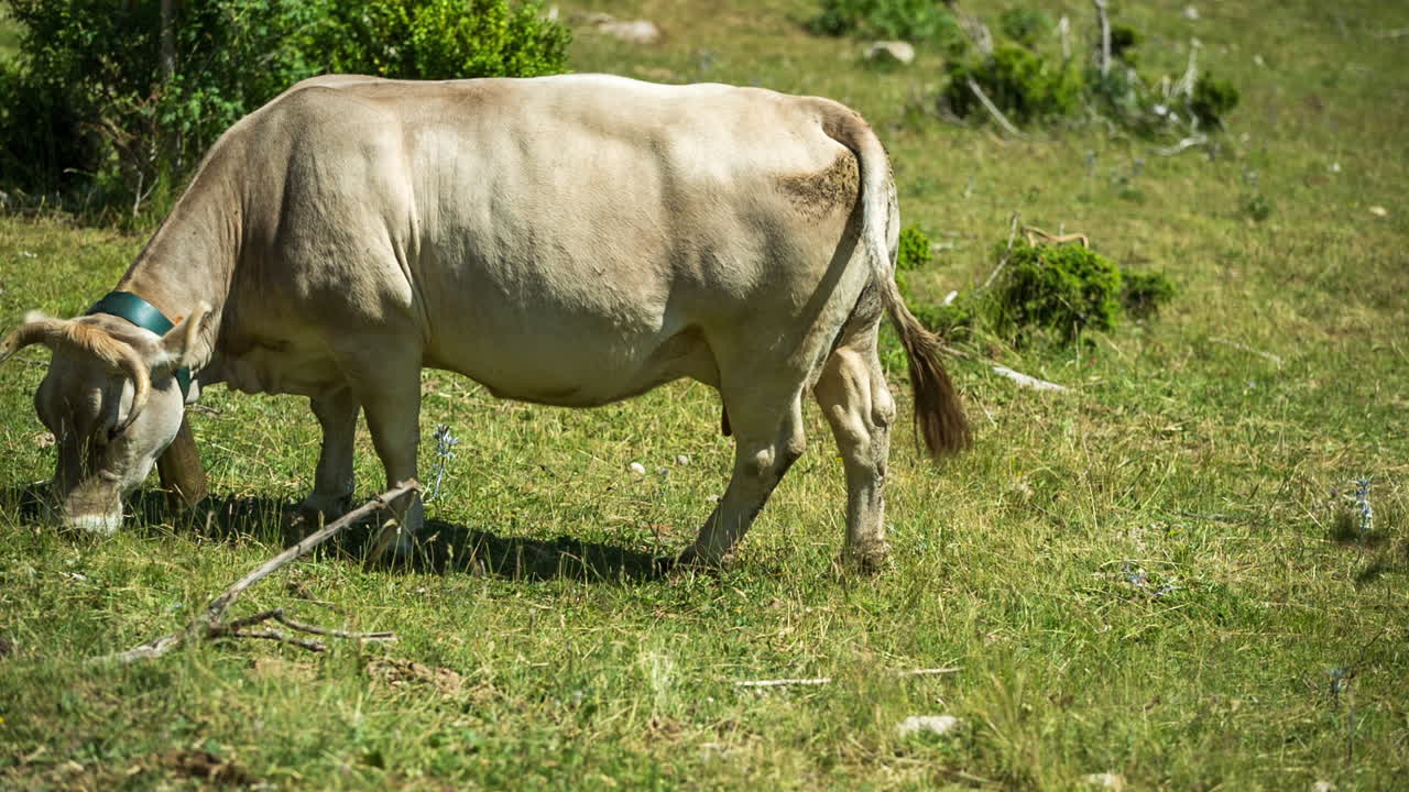페드라포르카 소 02