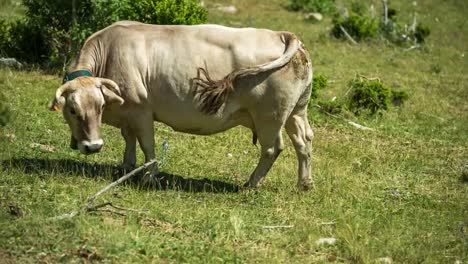 Pedraforca-Cows-02