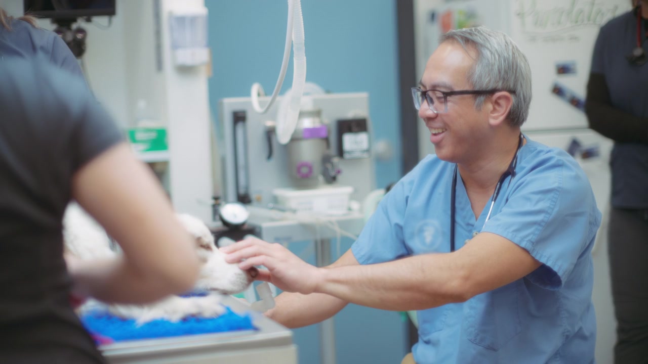 Veterinário acalmando o cão antes da cirurgia