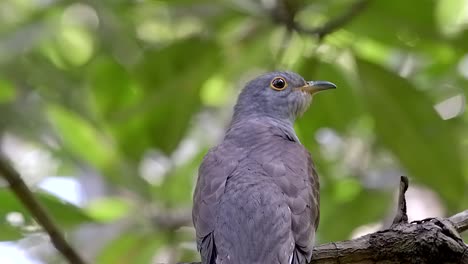 indian cuckoo perch on a tree