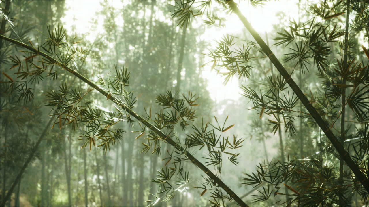 아침에  ⁇ 은 대나무 숲