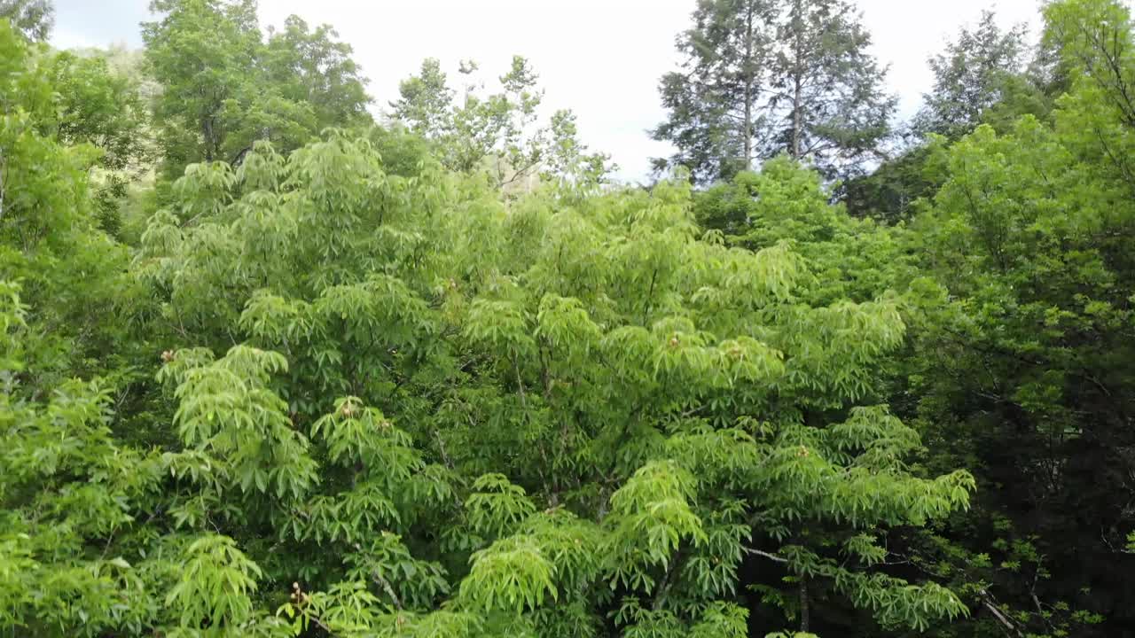 horizonte de bosque de montaña revelar drone aéreo ascendente bosque nacional de georgia chattahoochee