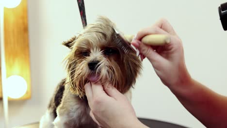 dog grooming session