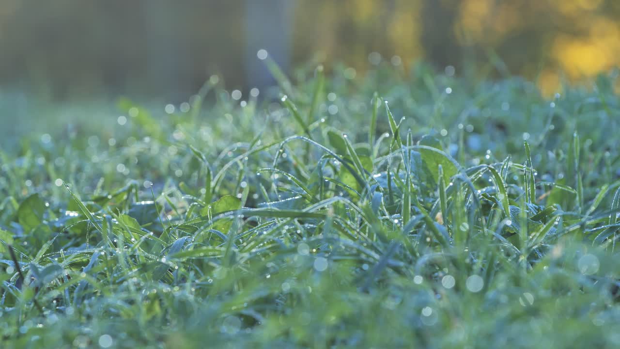Close-up view of dewy grass in the morning